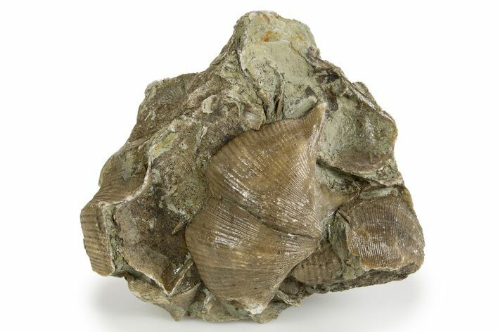 Fossil Brachiopod (Cyrtospirifer) Plate - Russia #322176